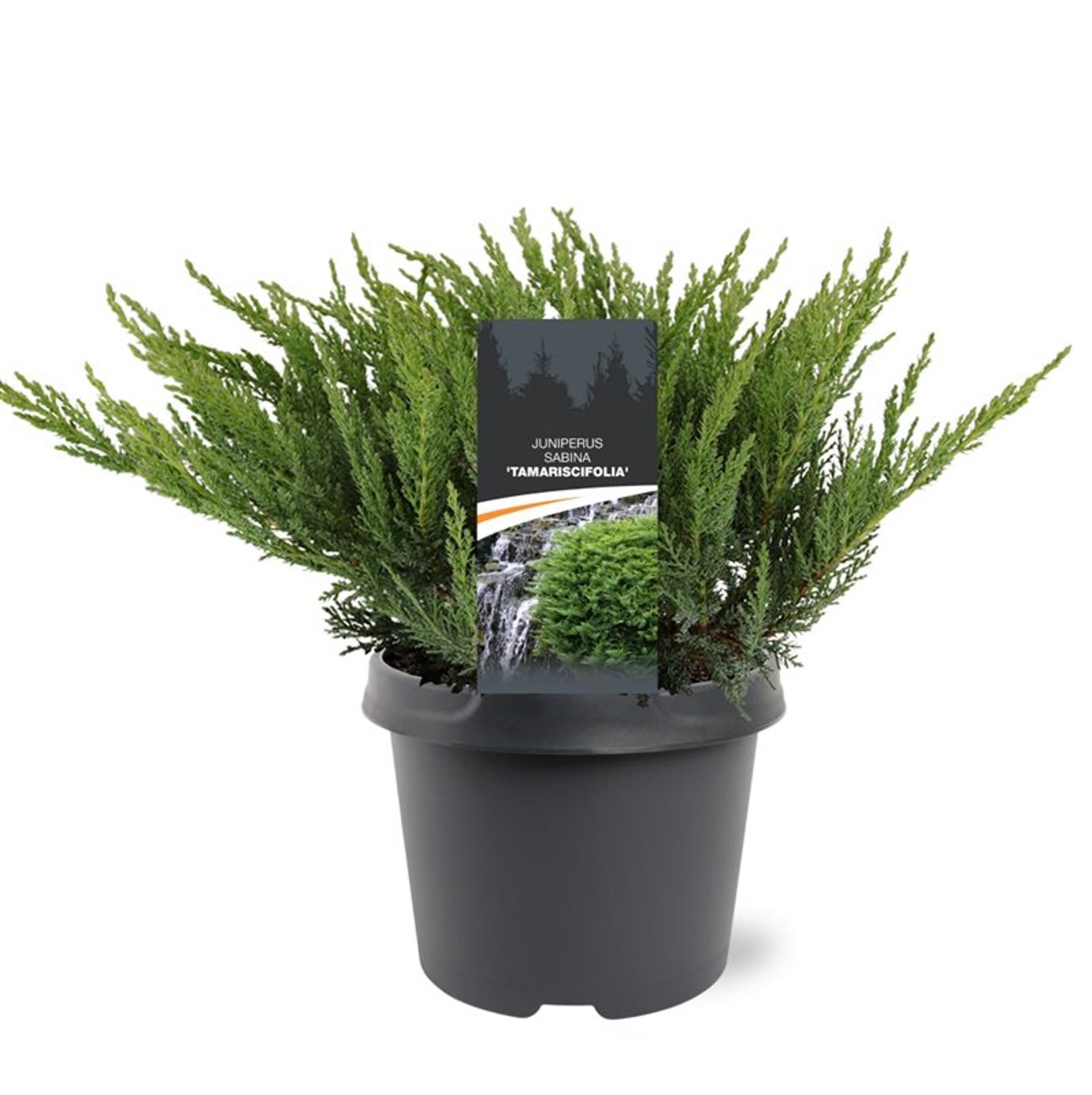 Juniperus sabina 'Tamariscifolia' - C3 25-30 CM